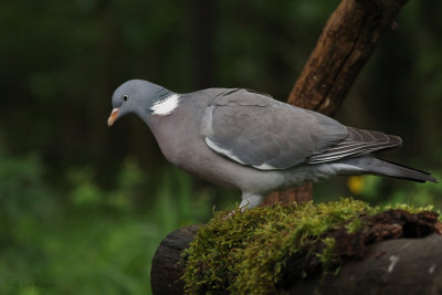 Wood Pigeon, Hungary