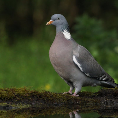 Wood Pigeon, Hungary