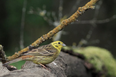 Yellowhammer, Hungary