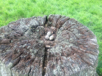 Oystercatcher's nest, near Drymen, Clyde