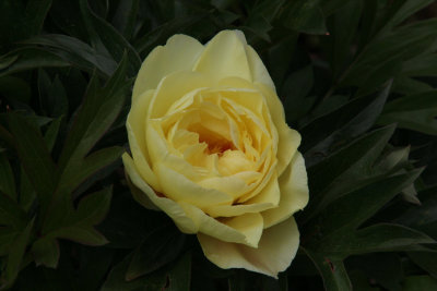 Peony Rose, Culzean Castle gardens