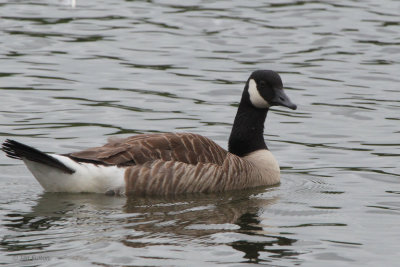Lesser Canada Goose, Hogganfield Loch, Glasgow