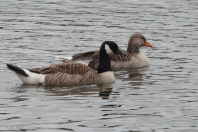 Lesser Canada Goose, Hogganfield Loch, Glasgow