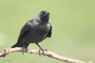 Jackdaw, Hortobagy NP, Hungary