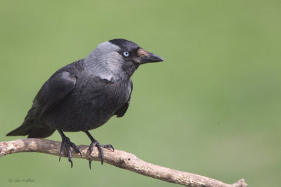 Jackdaw, Hortobagy NP, Hungary