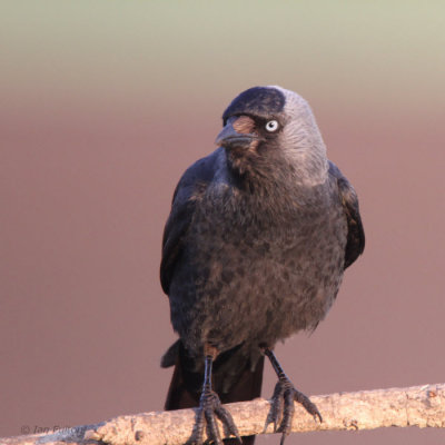 Jackdaw, Hortobagy NP, Hungary