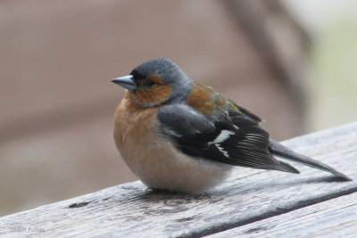 Chaffinch at our Scalasaig cottage