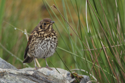 Song Thrush at our Scalasaig cottage