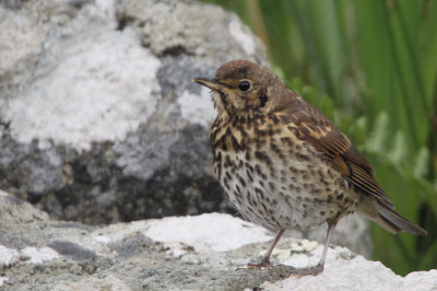 Song Thrush at our Scalasaig cottage