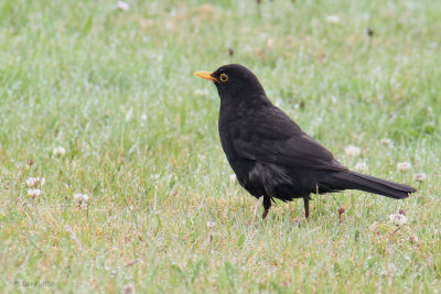 Blackbird at Oronsay Priory