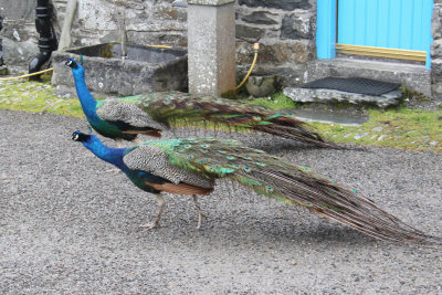 Peacocks at Oronsay House