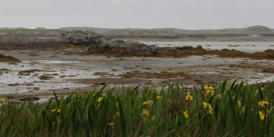 View of Oronsay 