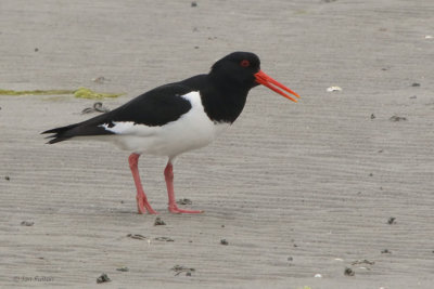 Oystercatcher at The Strand 
