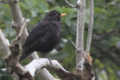 Blackbird at our cottage in Scalasaig