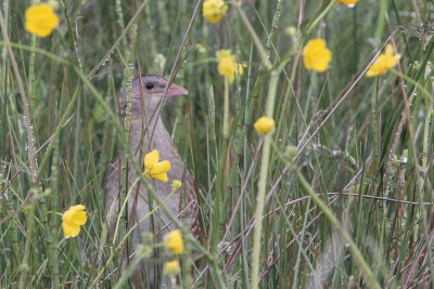 Corncrake at Scalasaig, Colonsay