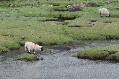 Lamb marooned itself on the saltmarsh at Scalasaig