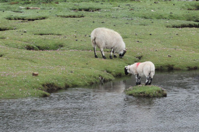 Lamb marooned itself on the saltmarsh at Scalasaig