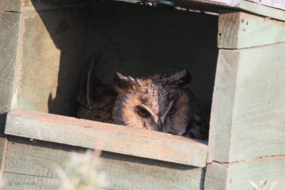 Long-eared Owl, Hortobagy NP, Hungary