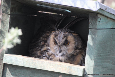 Long-eared Owl, Hortobagy NP, Hungary