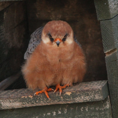Red-footed Falcon, Hortobagy NP, Hungary