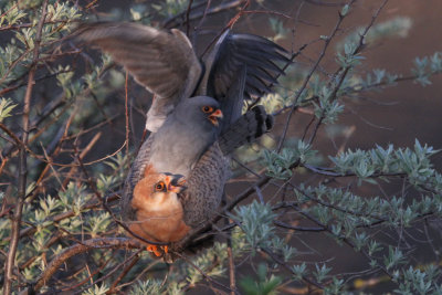 Red-footed Falcon, Hortobagy NP, Hungary