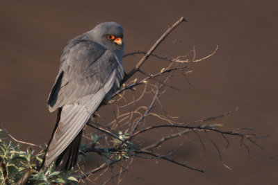 Red-footed Falcon, Hortobagy NP, Hungary