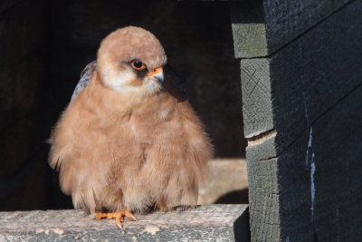 Red-footed Falcon, Hortobagy NP, Hungary