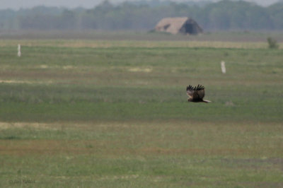 Marsh Harrier, Hortobagy NP, Hungary