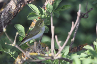 Wood Warbler, Hortobagy NP, Hungary