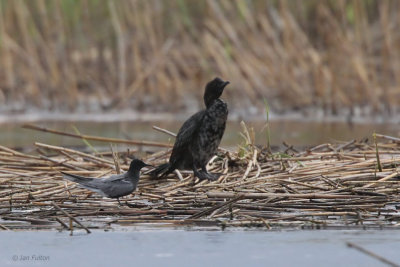 Black Tern, Hortobagy NP, Hungary