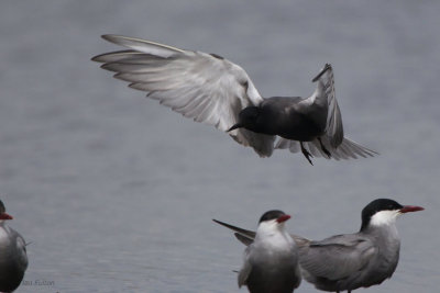 Black Tern, Hortobagy NP, Hungary