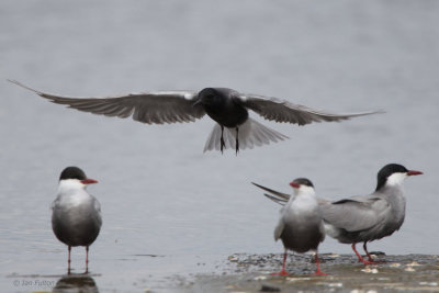 Black Tern, Hortobagy NP, Hungary