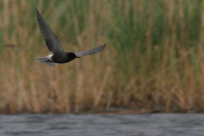 Black Tern, Hortobagy NP, Hungary