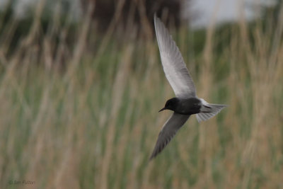 Black Tern, Hortobagy NP, Hungary