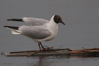 Black-headed Gull, Hortobagy NP, Hungary