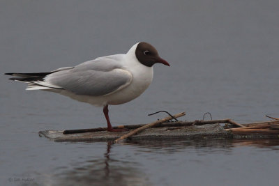 Black-headed Gull, Hortobagy NP, Hungary