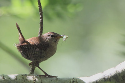 Wren, Ross Wood-Loch Lomond, Clyde