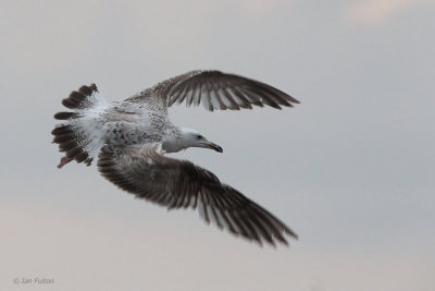 Caspian Gull, Hortobagy NP, Hungary