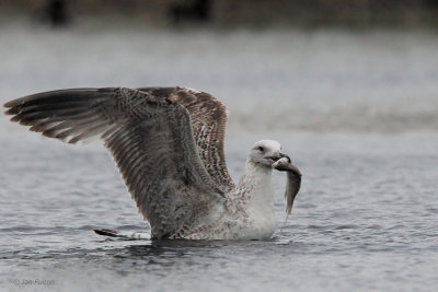 Caspian Gull, Hortobagy NP, Hungary