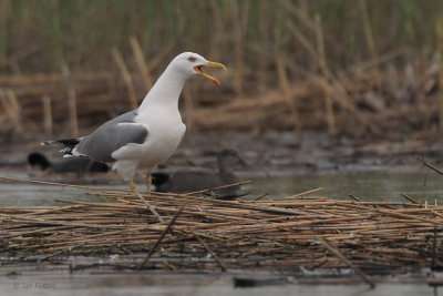 Caspian Gull, Hortobagy NP, Hungary