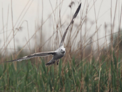 Caspian Gull, Hortobagy NP, Hungary