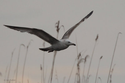 Caspian Gull, Hortobagy NP, Hungary