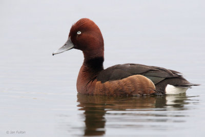 Ferruginous Duck