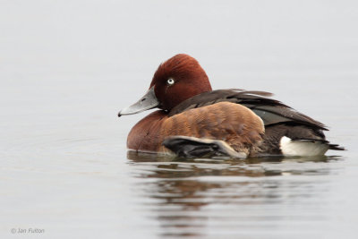 Ferruginous Duck, Hortobagy NP, Hungary