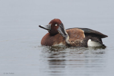 Ferruginous Duck, Hortobagy NP, Hungary