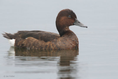 Ferruginous Duck, Hortobagy NP, Hungary