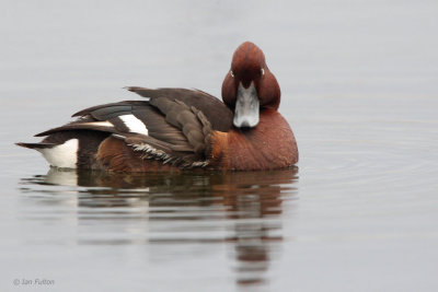 Ferruginous Duck, Hortobagy NP, Hungary