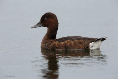 Ferruginous Duck, Hortobagy NP, Hungary