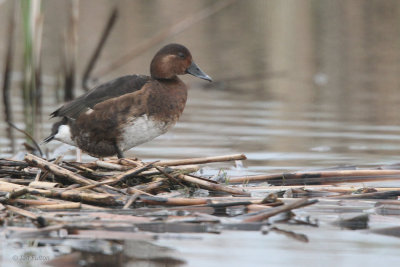 Ferruginous Duck, Hortobagy NP, Hungary