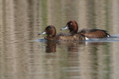 Ferruginous Duck, Hortobagy NP, Hungary